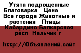 Утята подрощенные Благоварка › Цена ­ 100 - Все города Животные и растения » Птицы   . Кабардино-Балкарская респ.,Нальчик г.